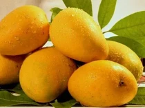 Gokil! 10 Mangga Termahal di Dunia Harganya Ada yang Rp 5,6 Juta/Kg