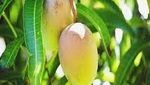 Gokil! 10 Mangga Termahal di Dunia Harganya Ada yang Rp 5,6 Juta/Kg
