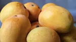 Gokil! 10 Mangga Termahal di Dunia Harganya Ada yang Rp 5,6 Juta/Kg