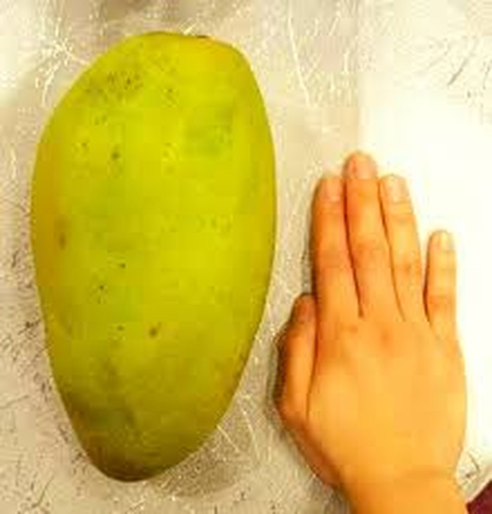 Gokil! 10 Mangga Termahal di Dunia Harganya Ada yang Rp 5,6 Juta/Kg