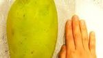Gokil! 10 Mangga Termahal di Dunia Harganya Ada yang Rp 5,6 Juta/Kg