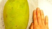 Punya ukuran yang tak biasa, buah mangga Noorjahan dari India tumbuh subur di kawasan Madhy Pradesh. Ukurannya yang besar dapat mencapai 3,5 kilogram per buah dengan harga jual Rp 189.000 per buah. Foto: Jagran Josh