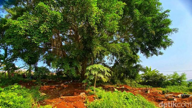 Pohon beringin raksasa di TPU Pasir Kuil Sukabumi.