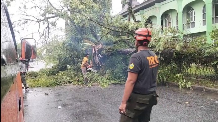Petugas sedang membersihkan pohon yang tumbang di Padang