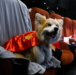 Anjing: Aku Mau Nonton Superman di Bioskop
