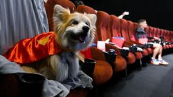Anjing: Aku Mau Nonton Superman di Bioskop