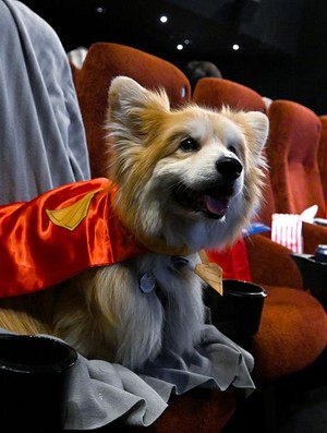 Anjing: Aku Mau Nonton Superman di Bioskop