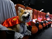 Anjing: Aku Mau Nonton Superman di Bioskop Anjing: Aku Mau Nonton Superman di Bioskop