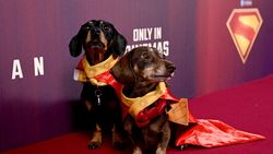 Anjing: Aku Mau Nonton Superman di Bioskop