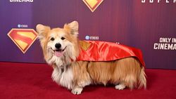 Anjing: Aku Mau Nonton Superman di Bioskop
