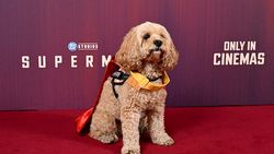 Anjing: Aku Mau Nonton Superman di Bioskop