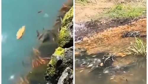 Viral video di media sosial yang menunjukkan ribuan ikan mati massal di Danau Batur, Kecamatan Kintamani, Bangli, Senin (14/7/2025). (Tangkapan layar Instagram @denpasar.now)