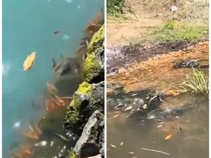 Video: Ribuan Ikan di Danau Batur Mati Mendadak, Diduga Dampak Upwelling