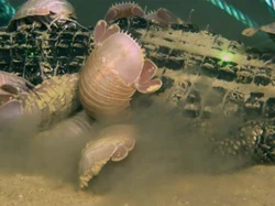 Ngeri, Spesies Cacing Zombie Bisa Melahap Buaya Utuh