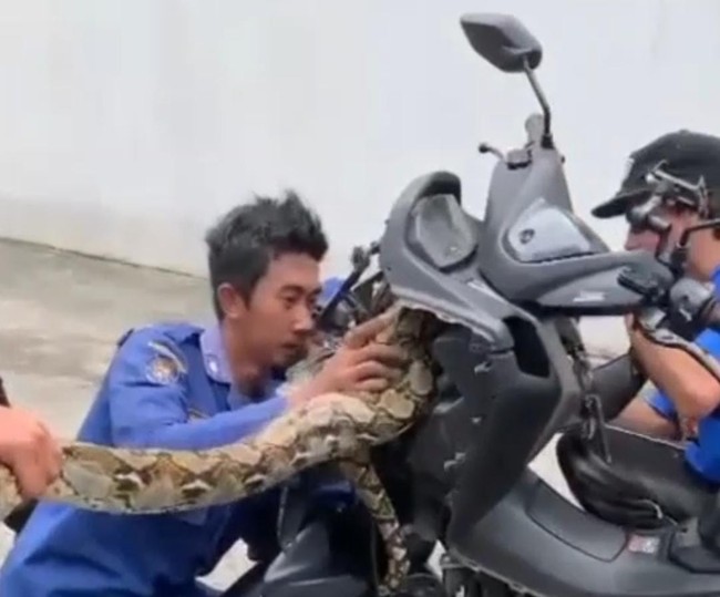 Horor Sanca 4 Meter Bersarang di Bodi Motor