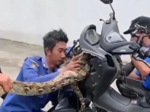 Ngeri! Piton 4 Meter Ngumpet di Bodi Motor, Ketahuan Saat Ekornya Nongol