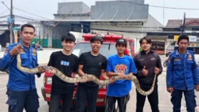 Horor Sanca 4 Meter Bersarang di Bodi Motor
