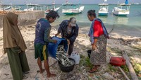 Sebanyak 30 kapal cantrang tercatat beroperasi di laut Masalembu dalam enam bulan terakhir, 16 di antaranya telah ditindak aparat KKP. ANTARA FOTO/AJI STYAWAN