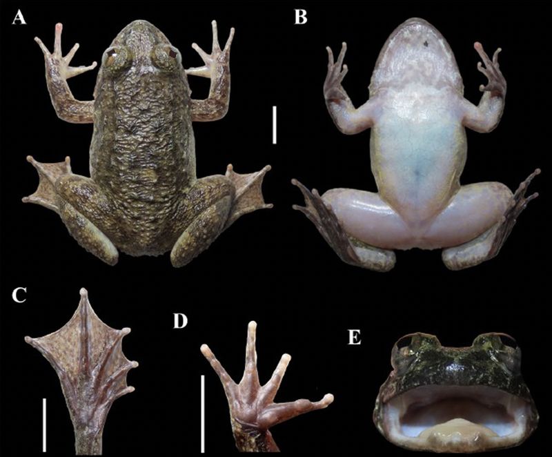 Katak bertaring dengan nama ilmiah Limnonectes maanyanorum, ditemukan tim BRIN di kawasan Gunung Karasik, Kalimantan Tengah. Nama ini dipilih untuk menghormati masyarakat adat Dayak Maanyan yang mendiami kawasan tersebut.