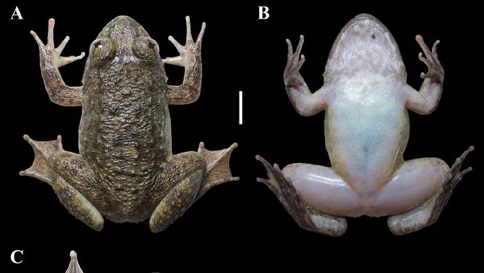 Katak bertaring dengan nama ilmiah Limnonectes maanyanorum, ditemukan tim BRIN di kawasan Gunung Karasik, Kalimantan Tengah. Nama ini dipilih untuk menghormati masyarakat adat Dayak Maanyan yang mendiami kawasan tersebut.