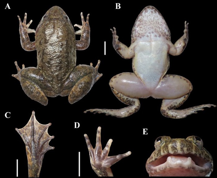 Katak bertaring dengan nama ilmiah Limnonectes nusantara, ditemukan tim BRIN  di wilayah Loksado dan Paramasan, Kalimantan Selatan. Nama “Nusantara” dipilih sebagai bentuk penghargaan terhadap identitas nasional Indonesia, sekaligus merujuk pada Ibu Kota Negara (IKN) yang kini sedang dibangun di pulau yang sama.