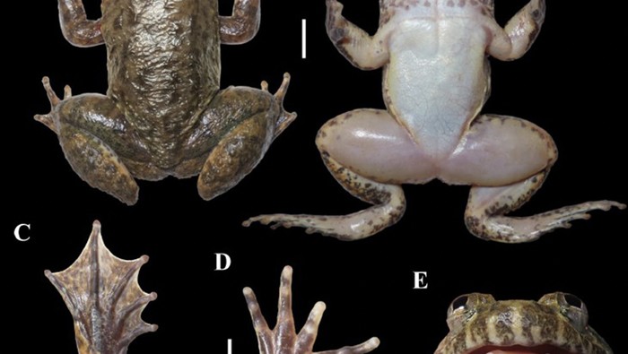 Katak bertaring dengan nama ilmiah Limnonectes nusantara, ditemukan tim BRIN  di wilayah Loksado dan Paramasan, Kalimantan Selatan. Nama “Nusantara” dipilih sebagai bentuk penghargaan terhadap identitas nasional Indonesia, sekaligus merujuk pada Ibu Kota Negara (IKN) yang kini sedang dibangun di pulau yang sama.