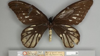 Kupu-kupu terbesar di dunia memiliki lebar sayap 31 cm. Itu milik kupu-kupu Queen Alexandras Birdwing, yang dapat Anda temukan di hutan Provinsi Oro, di timur Papua Nugini. Foto: Wikipedia