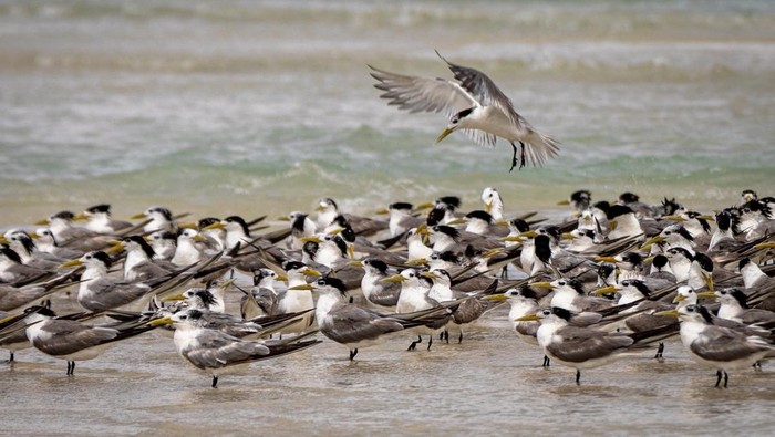 Sekelompok burung camar laut paruh kuning (Larus cachinnans) terbang di selatan perairan tepi pantai Pulau Masalembu, Kecamatan Sumenep, Jawa Timur, Selasa (15/7/2025). Menurut nelayan setempat, berkumpulnya ribuan burung tersebut dalam dua pekan terakhir di sejumlah titik tepi pantai menandai awal musim ikan dan menjadi salah satu petunjuk arah nelayan untuk mencari ikan di perairan Kepulauan Masalembu. ANTARA FOTO/Aji Styawan