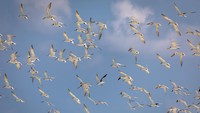 Sekelompok burung camar laut paruh kuning (Larus cachinnans) terbang di selatan perairan tepi pantai Pulau Masalembu, Kecamatan Sumenep, Jawa Timur, Selasa (15/7/2025). ANTARA FOTO/Aji Styawan