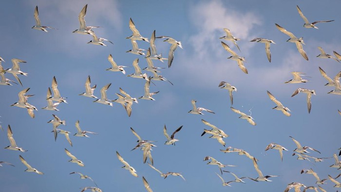 Langit Masalembu Dipenuhi Camar, Nelayan Siap Sambut Musim Ikan Sekelompok burung camar laut paruh kuning (Larus cachinnans) terbang di selatan perairan tepi pantai Pulau Masalembu, Kecamatan Sumenep, Jawa Timur, Selasa (15/7/2025). Menurut nelayan setempat, berkumpulnya ribuan burung tersebut dalam dua pekan terakhir di sejumlah titik tepi pantai menandai awal musim ikan dan menjadi salah satu petunjuk arah nelayan untuk mencari ikan di perairan Kepulauan Masalembu. ANTARA FOTO/Aji Styawan