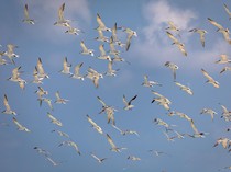 Kotoran Burung Laut Jadi Rahasia Kejayaan di Kerajaan Ini