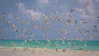 Bagi nelayan Masalembu, kemunculan burung camar dalam jumlah besar selalu menjadi penanda alam yang ditunggu-tunggu setiap tahun. Insting burung-burung ini yang mengikuti gerakan kawanan ikan di permukaan laut menjadi semacam kompas alami yang membantu nelayan menentukan titik melaut yang potensial. ANTARA FOTO/Aji Styawan