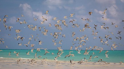 Langit Masalembu Dipenuhi Camar, Nelayan Siap Sambut Musim Ikan