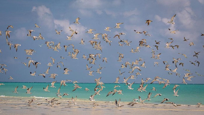 Langit Masalembu Dipenuhi Camar, Nelayan Siap Sambut Musim Ikan Sekelompok burung camar laut paruh kuning (Larus cachinnans) terbang di selatan perairan tepi pantai Pulau Masalembu, Kecamatan Sumenep, Jawa Timur, Selasa (15/7/2025). Menurut nelayan setempat, berkumpulnya ribuan burung tersebut dalam dua pekan terakhir di sejumlah titik tepi pantai menandai awal musim ikan dan menjadi salah satu petunjuk arah nelayan untuk mencari ikan di perairan Kepulauan Masalembu. ANTARA FOTO/Aji Styawan