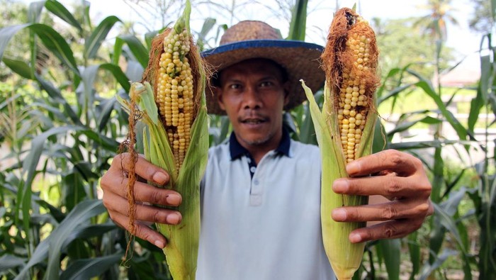 Pasien Orang Dengan Gangguan Jiwa (ODGJ) memanen di Kawasan Perkebunan Rumah Sakit Jiwa Prof Ildrem, Medan, Sumatera Utara, Selasa (15/7/2025). Kegiatan bertani yang rutin dilakukan pasien ODGJ tersebut merupakan program ketahanan pangan rumah sakit jiwa dengan tujuan selain sebagai bekal belajar juga terapi aktivitas bagi pasien.ANTARA FOTO/Yudi Manar/bar