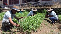 Pasien Orang Dengan Gangguan Jiwa (ODGJ) memanen kangkung di Kawasan Perkebunan Rumah Sakit Jiwa Prof Ildrem, Medan, Sumatera Utara, Selasa (15/7/2025). Foto: ANTARA FOTO/Yudi Manar