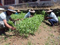 Pasien ODGJ di Medan Ikut Wujudkan Ketahanan Pangan Lewat Terapi Bertani