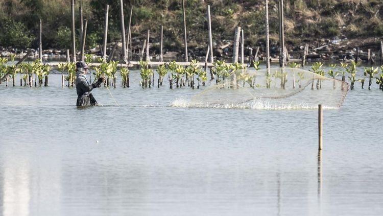 Pesisir Tambakrejo Disulap Jadi Ekowisata Mangrove, Warga Sambut Antusias