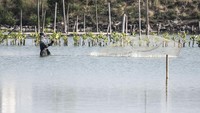 Pemerintah Kota Semarang menyatakan bahwa proyek ini akan dijalankan secara bertahap, dimulai dari rehabilitasi pesisir dan penanaman mangrove, hingga pembangunan infrastruktur pendukung wisata seperti jalur tracking, area edukasi, dan sentra UMKM. ANTARA FOTO/Aprillio Akbar