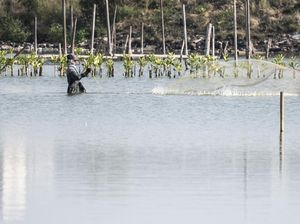 Memanen Harapan di Pesisir, Mangrove Jadi Jalan Baru Pemberdayaan Warga