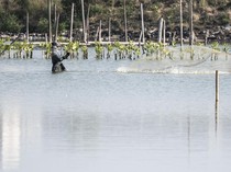 Pesisir Tambakrejo Disulap Jadi Ekowisata Mangrove, Warga Sambut Antusias