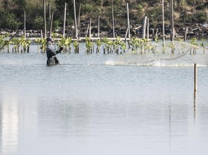 Memanen Harapan di Pesisir, Mangrove Jadi Jalan Baru Pemberdayaan Warga