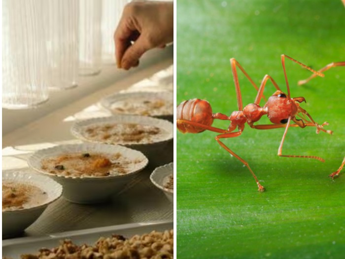 Restoran Michelin Kena Masalah Karena Sajikan Makanan dengan Hiasan Semut