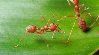 Penumpang Nekat Bawa Ribuan Semut di Koper, Terbongkar di Bandara