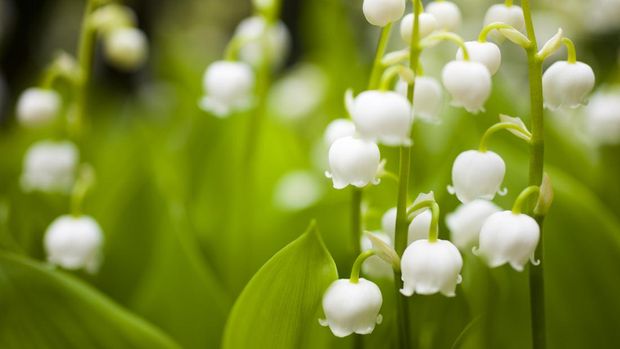Tanaman hias bunga Lily of the valley Tanaman hias bunga Lily of the valley