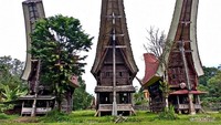 Tongkonan Adat di Kampung Taniasa memiliki pohon Cendana.