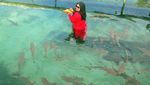 Wisata Seru Bareng Hiu Jinak di Karimunjawa