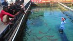 Wisata Seru Bareng Hiu Jinak di Karimunjawa