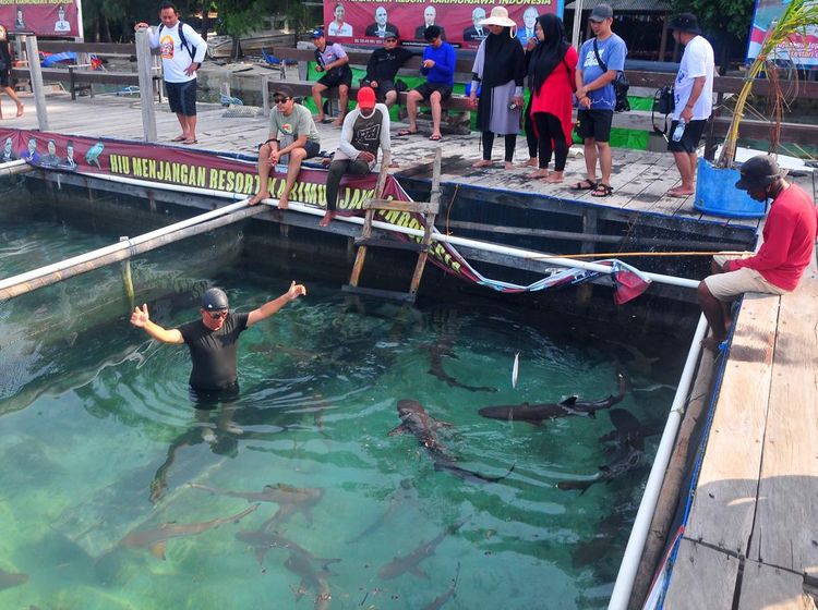Wisata Seru Bareng Hiu Jinak di Karimunjawa