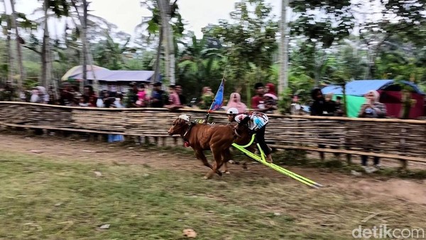 Aksi Seru Joki Cilik Karapan Sapi di Lumajang
